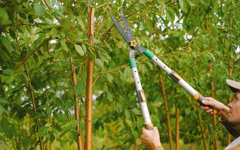 Tree trimming in Adjuntas, PR